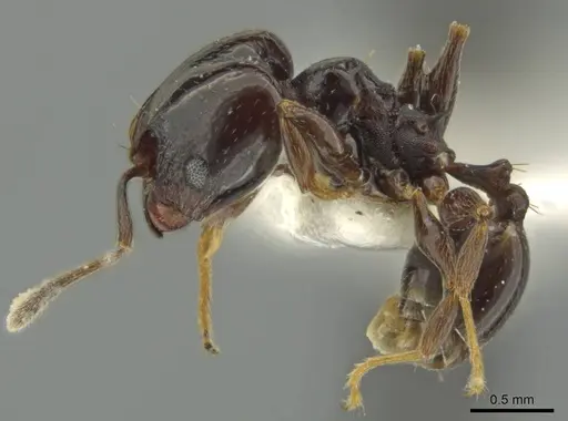 Pheidole davidsonae specimen JTLC000016359 image jtlc000016359_3