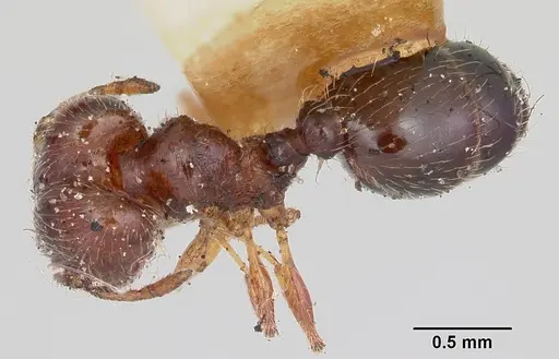 Pheidole davisi specimen CASENT0103143 image casent0103143_1
