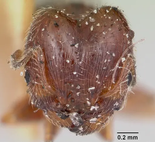Pheidole davisi specimen CASENT0103143 image casent0103143_2