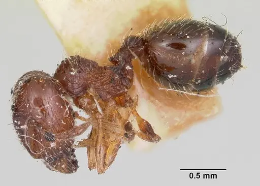 Pheidole davisi specimen CASENT0103143 image casent0103143_3