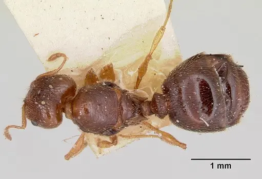 Pheidole davisi specimen CASENT0103386 image casent0103386_1