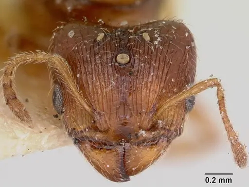 Pheidole davisi specimen CASENT0103386 image casent0103386_2