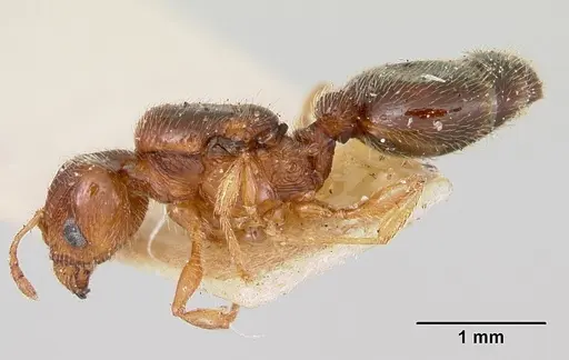 Pheidole davisi specimen CASENT0103386 image casent0103386_3