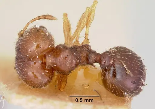 Pheidole davisi specimen CASENT0103387 image casent0103387_1