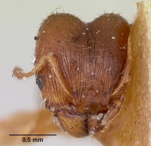 Pheidole davisi specimen CASENT0103387 image casent0103387_2