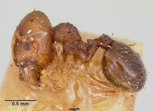 Pheidole davisi specimen CASENT0103387 image casent0103387_3