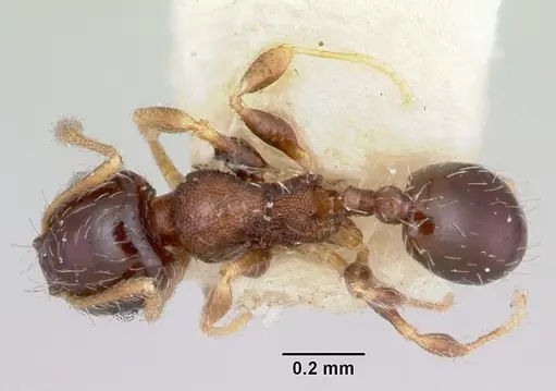 Pheidole davisi specimen CASENT0103407 image casent0103407_1