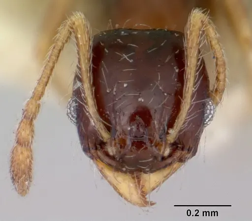 Pheidole davisi specimen CASENT0103407 image casent0103407_2