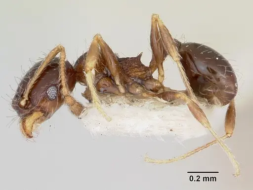 Pheidole davisi specimen CASENT0103407 image casent0103407_3