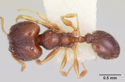 Pheidole davisi specimen CASENT0104757 image casent0104757_1