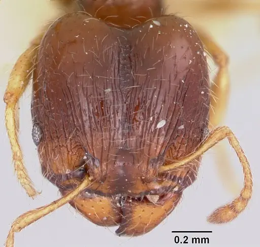 Pheidole davisi specimen CASENT0104757 image casent0104757_2
