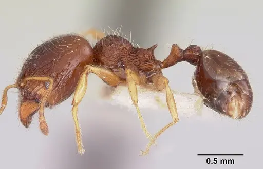 Pheidole davisi specimen CASENT0104757 image casent0104757_3