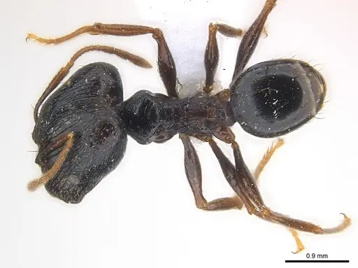 Pheidole dea specimen CASENT0217097 image casent0217097_1