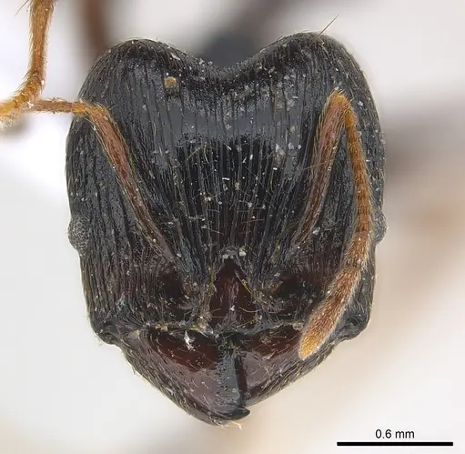 Pheidole dea specimen CASENT0217097 image casent0217097_2