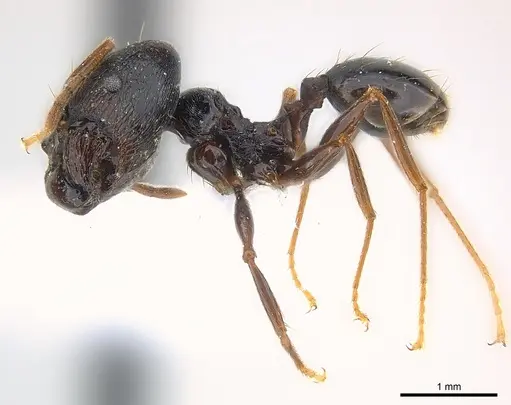 Pheidole dea specimen CASENT0217097 image casent0217097_3