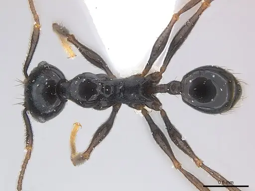 Pheidole dea specimen CASENT0217098 image casent0217098_1