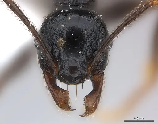 Pheidole dea specimen CASENT0217098 image casent0217098_2