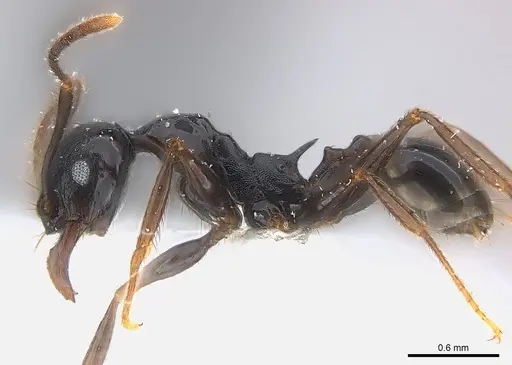 Pheidole dea specimen CASENT0217098 image casent0217098_3