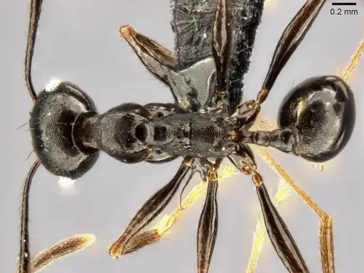 Pheidole dea specimen CASENT0283486 image casent0283486_1