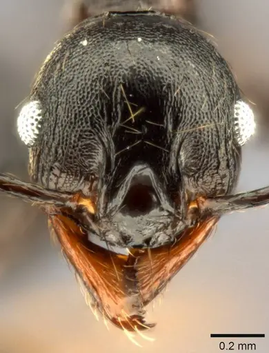 Pheidole dea specimen CASENT0283486 image casent0283486_2