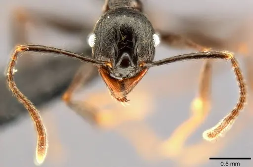 Pheidole dea specimen CASENT0283486 image casent0283486_3