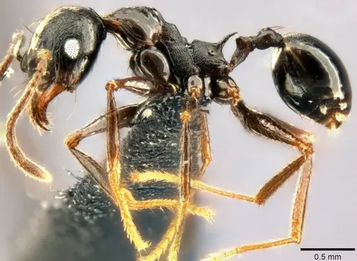 Pheidole dea specimen CASENT0283486 image casent0283486_4