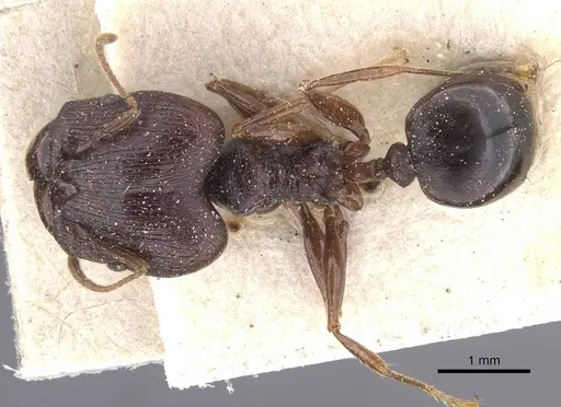 Pheidole dea specimen CASENT0913299 image casent0913299_1