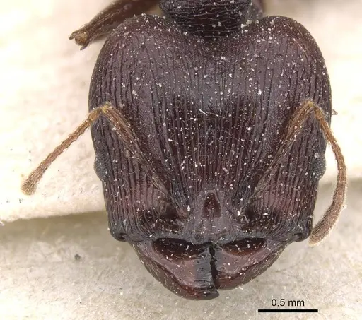 Pheidole dea specimen CASENT0913299 image casent0913299_2