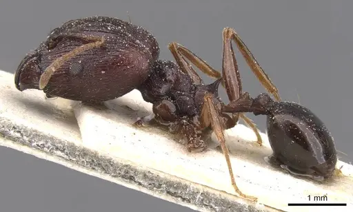 Pheidole dea specimen CASENT0913299 image casent0913299_3
