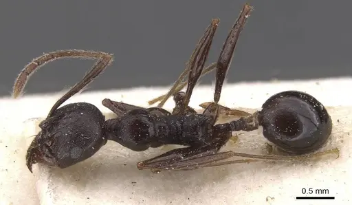 Pheidole dea specimen CASENT0913300 image casent0913300_1