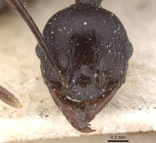 Pheidole dea specimen CASENT0913300 image casent0913300_2