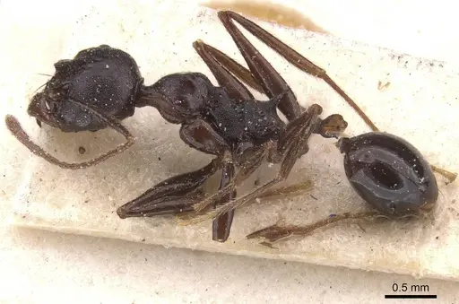 Pheidole dea specimen CASENT0913300 image casent0913300_3
