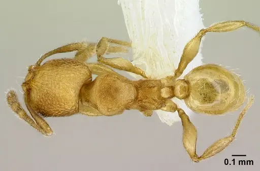 Pheidole debilis specimen CASENT0608860 image casent0608860_1