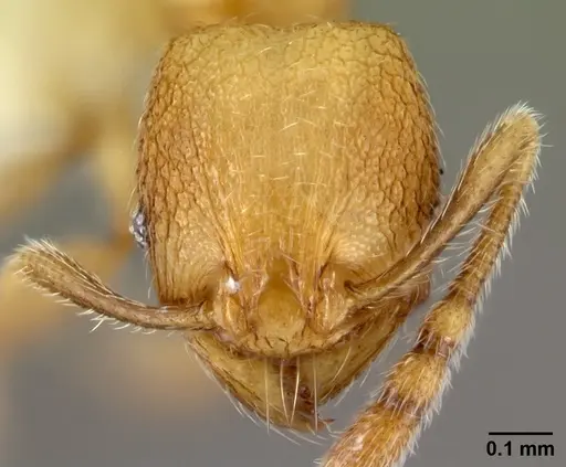 Pheidole debilis specimen CASENT0608860 image casent0608860_2
