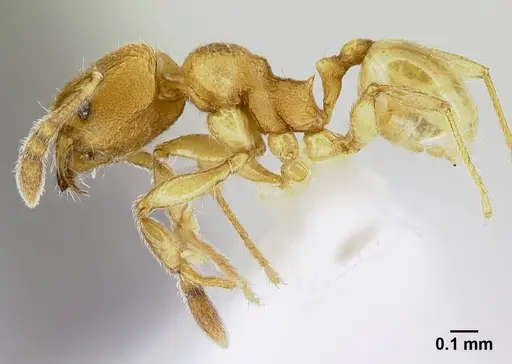 Pheidole debilis specimen CASENT0608860 image casent0608860_3