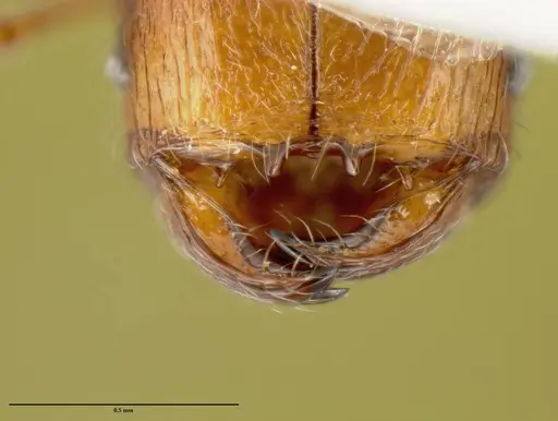 Pheidole debilis specimen CASENT0608862 image casent0608862_1
