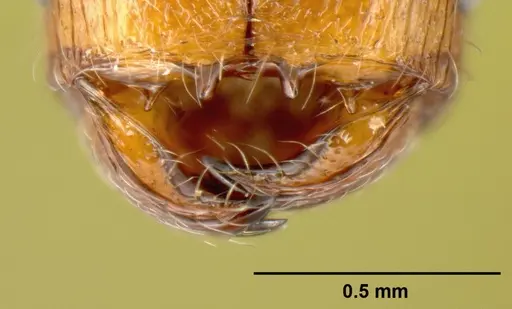 Pheidole debilis specimen CASENT0608862 image casent0608862_2