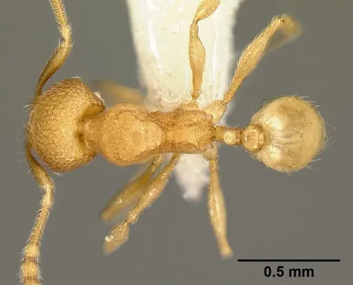 Pheidole debilis specimen CASENT0608864 image casent0608864_1