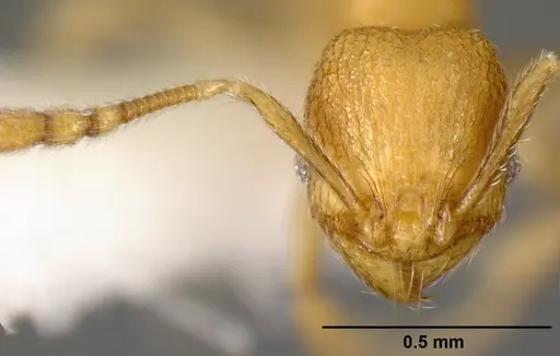 Pheidole debilis specimen CASENT0608864 image casent0608864_2