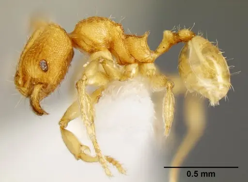 Pheidole debilis specimen CASENT0608864 image casent0608864_3