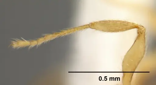 Pheidole debilis specimen CASENT0608864 image casent0608864_4