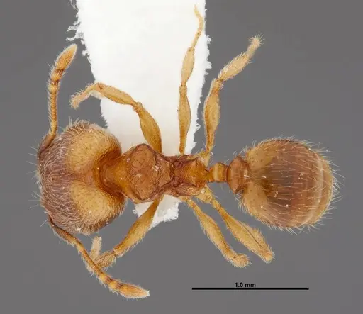 Pheidole debilis specimen INB0003622661 image inb0003622661_1