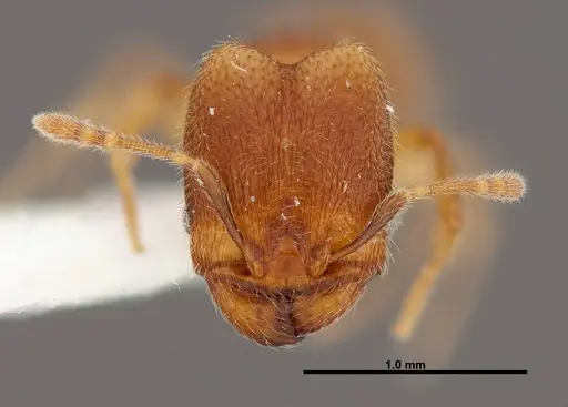 Pheidole debilis specimen INB0003622661 image inb0003622661_2