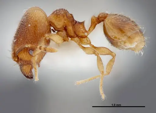 Pheidole debilis specimen INB0003622661 image inb0003622661_3