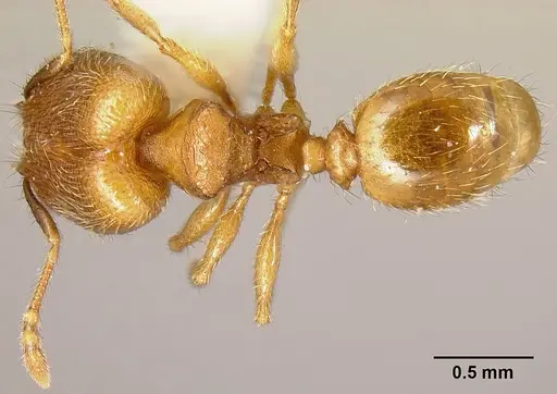 Pheidole debilis specimen INB0003622662 image inb0003622662_1