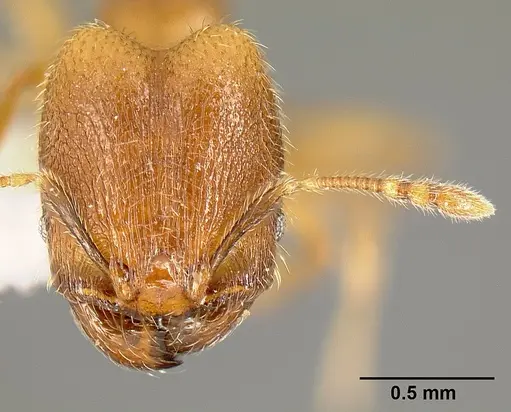 Pheidole debilis specimen INB0003622662 image inb0003622662_2