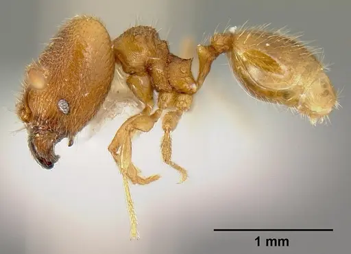 Pheidole debilis specimen INB0003622662 image inb0003622662_3