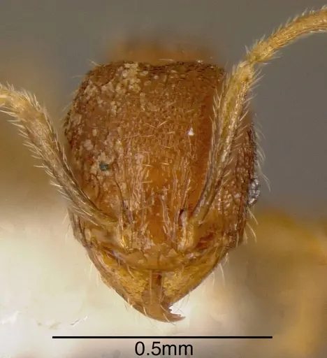 Pheidole debilis specimen INBIOCRI001218155 image inbiocri001218155_1