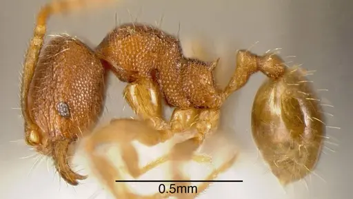 Pheidole debilis specimen INBIOCRI001218155 image inbiocri001218155_2