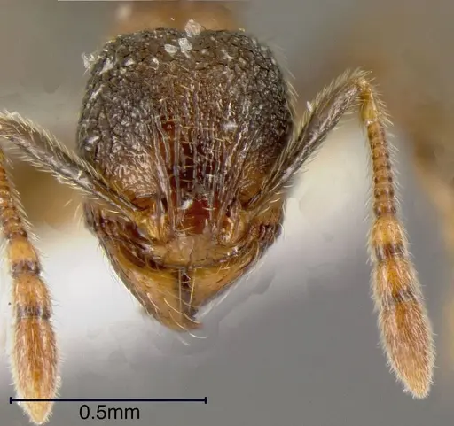 Pheidole debilis specimen JTLC000003383 image jtlc000003383_1